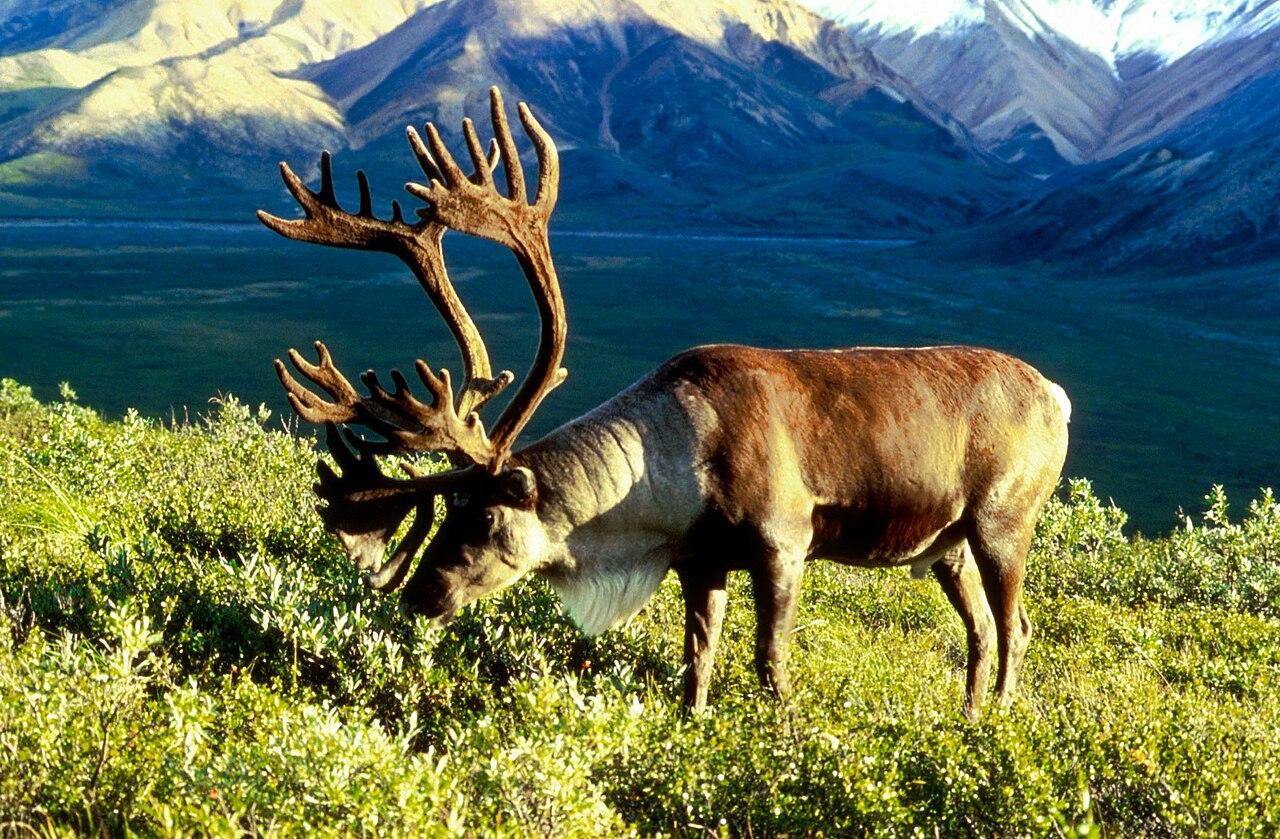 Male caribou in natural tundra habitat in Alaska